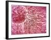 Sperm Traveling Towards Egg with Cellia-null-Framed Art Print