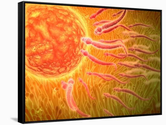 Sperm Traveling Towards Egg with Cellia-null-Framed Stretched Canvas