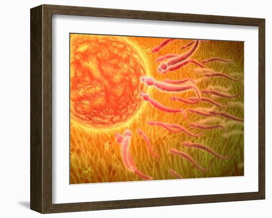 Sperm Traveling Towards Egg with Cellia-null-Framed Art Print