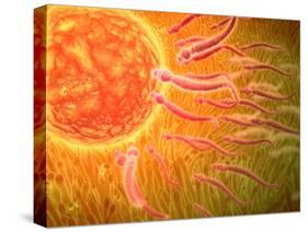Sperm Traveling Towards Egg with Cellia-null-Stretched Canvas