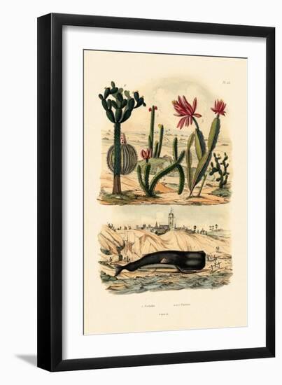 Sperm Whale, 1833-39-null-Framed Giclee Print