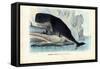 Sperm Whale, 1863-79-Raimundo Petraroja-Framed Stretched Canvas