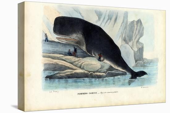 Sperm Whale, 1863-79-Raimundo Petraroja-Stretched Canvas