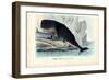 Sperm Whale, 1863-79-Raimundo Petraroja-Framed Giclee Print