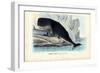 Sperm Whale, 1863-79-Raimundo Petraroja-Framed Giclee Print