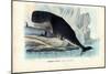 Sperm Whale, 1863-79-Raimundo Petraroja-Mounted Giclee Print