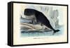 Sperm Whale, 1863-79-Raimundo Petraroja-Framed Stretched Canvas