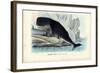 Sperm Whale, 1863-79-Raimundo Petraroja-Framed Giclee Print