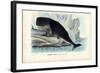 Sperm Whale, 1863-79-Raimundo Petraroja-Framed Giclee Print