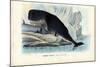 Sperm Whale, 1863-79-Raimundo Petraroja-Mounted Giclee Print
