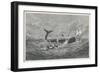 Sperm Whale Attacked-null-Framed Art Print