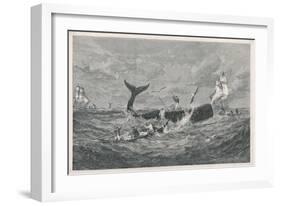 Sperm Whale Attacked-null-Framed Art Print