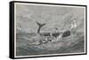 Sperm Whale Attacked-null-Framed Stretched Canvas