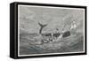 Sperm Whale Attacked-null-Framed Stretched Canvas