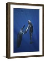 Sperm Whale Family-Barathieu Gabriel-Framed Giclee Print