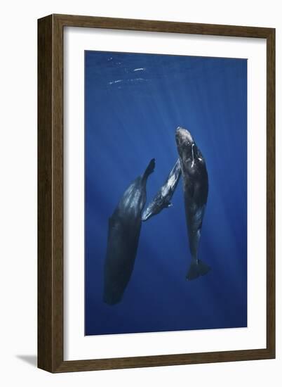 Sperm Whale Family-Barathieu Gabriel-Framed Giclee Print