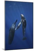 Sperm Whale Family-Barathieu Gabriel-Mounted Giclee Print