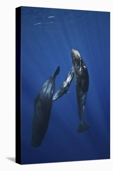 Sperm Whale Family-Barathieu Gabriel-Stretched Canvas