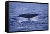 Sperm Whale Fluke-DLILLC-Framed Stretched Canvas