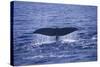 Sperm Whale Fluke-DLILLC-Stretched Canvas