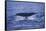 Sperm Whale Fluke-DLILLC-Framed Stretched Canvas