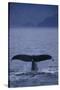 Sperm Whale Fluke-DLILLC-Stretched Canvas