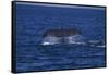 Sperm Whale Fluke-DLILLC-Framed Stretched Canvas