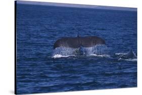 Sperm Whale Fluke-DLILLC-Stretched Canvas