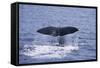 Sperm Whale Fluke-DLILLC-Framed Stretched Canvas