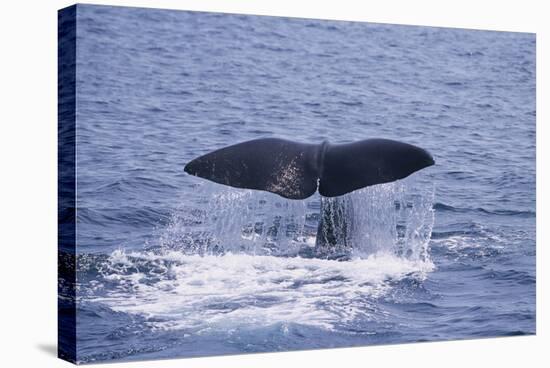 Sperm Whale Fluke-DLILLC-Stretched Canvas