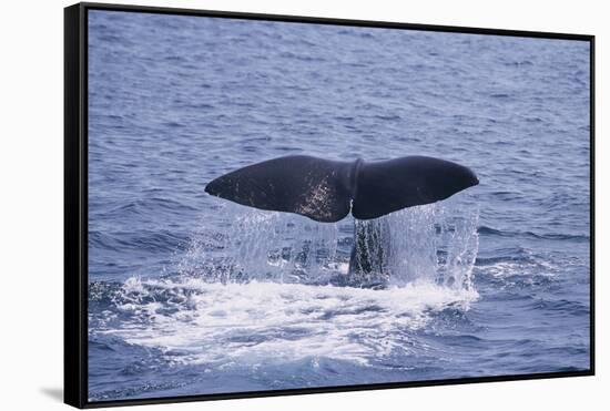 Sperm Whale Fluke-DLILLC-Framed Stretched Canvas