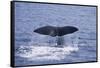 Sperm Whale Fluke-DLILLC-Framed Stretched Canvas