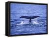 Sperm Whale Fluke-DLILLC-Framed Stretched Canvas