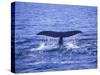 Sperm Whale Fluke-DLILLC-Stretched Canvas