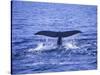 Sperm Whale Fluke-DLILLC-Stretched Canvas