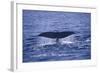 Sperm Whale Fluke-DLILLC-Framed Photographic Print