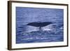 Sperm Whale Fluke-DLILLC-Framed Photographic Print