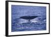 Sperm Whale Fluke-DLILLC-Framed Photographic Print