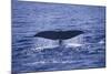 Sperm Whale Fluke-DLILLC-Mounted Photographic Print