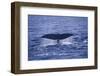 Sperm Whale Fluke-DLILLC-Framed Photographic Print