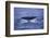 Sperm Whale Fluke-DLILLC-Framed Photographic Print