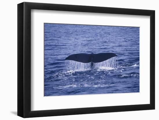 Sperm Whale Fluke-DLILLC-Framed Photographic Print