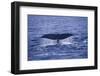 Sperm Whale Fluke-DLILLC-Framed Photographic Print