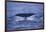 Sperm Whale Fluke-DLILLC-Framed Photographic Print