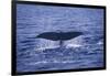 Sperm Whale Fluke-DLILLC-Framed Photographic Print