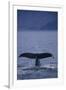 Sperm Whale Fluke-DLILLC-Framed Photographic Print