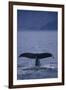 Sperm Whale Fluke-DLILLC-Framed Photographic Print