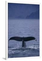 Sperm Whale Fluke-DLILLC-Framed Photographic Print