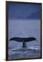 Sperm Whale Fluke-DLILLC-Framed Photographic Print
