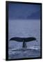 Sperm Whale Fluke-DLILLC-Framed Photographic Print